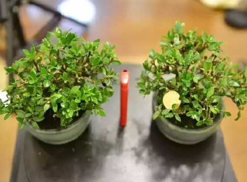 栀子花盆景控叶修剪法1