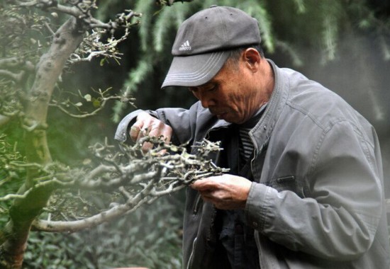 树桩盆景修剪技术1