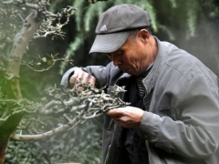树桩盆景修剪技术