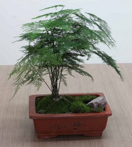 文竹盆景修剪塑形方法