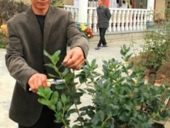 春季盆花修剪技巧