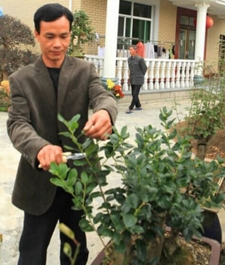 春季盆花修剪技巧