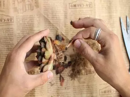 修根方法：多肉植物如何修根4