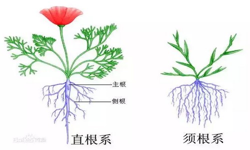 修根方法：多肉植物如何修根8