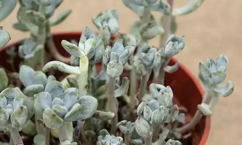 修根方法：多肉植物如何修根7