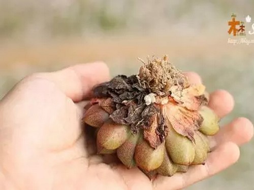 修根方法：多肉植物如何修根3