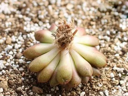 修根方法：多肉植物如何修根5