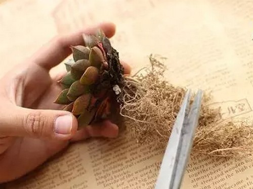 修根方法：多肉植物如何修根1