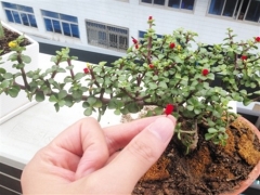 春天如何修剪盆花