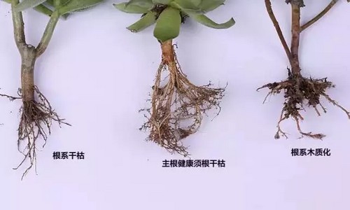修根方法：多肉植物如何修根9