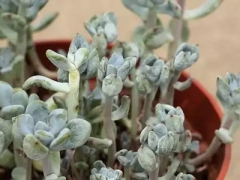 修根方法：多肉植物如何修根