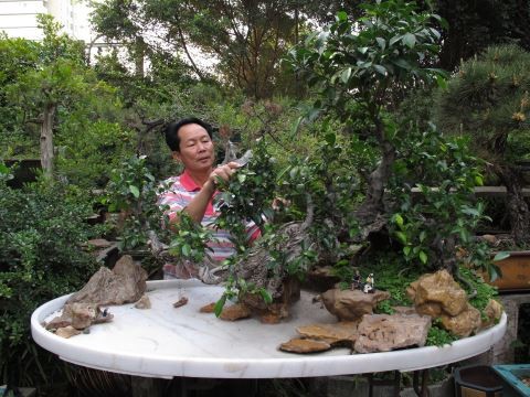 盆景修剪方法5