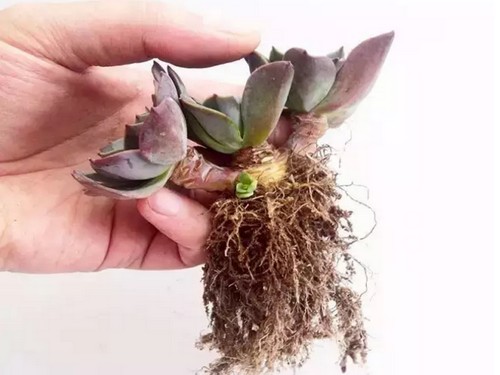 多肉植物修根技巧2