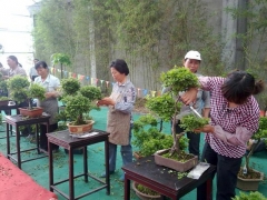 盆景修剪方法