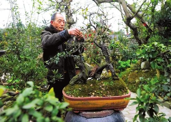 多肉植物修根技巧