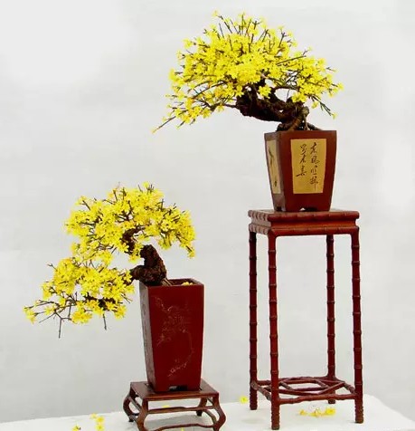 迎春花盆景修剪注意事项2