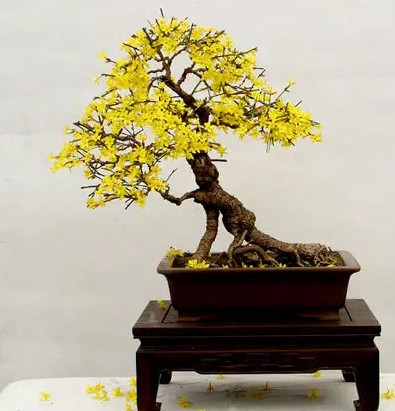 迎春花盆景修剪注意事项4
