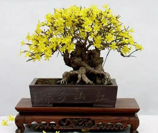 迎春花盆景修剪注意事项1