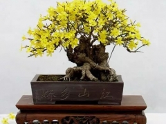 迎春花盆景修剪注意事项