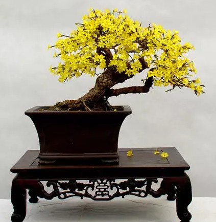 迎春花盆景修剪注意事项5