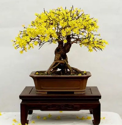 迎春花盆景修剪注意事项3