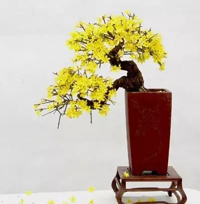 迎春花盆景修剪注意事项6