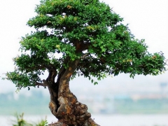 榔榆盆景的修剪技术