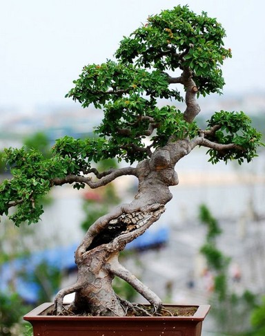 榔榆盆景的修剪技术2