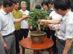 银杏树盆景修剪方法