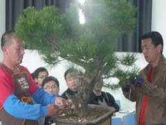 秋季松树盆景修剪技巧