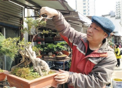 秋季松树盆景修剪技巧2