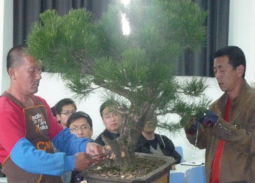 秋季松树盆景修剪技巧1