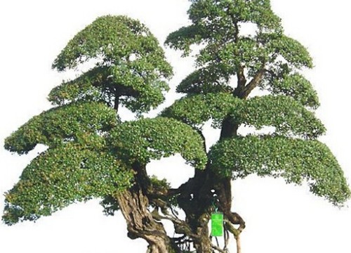 赤楠盆景修剪蟠扎技术1