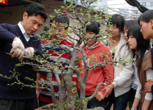 赤楠盆景修剪蟠扎技术1