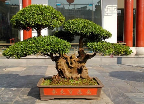 赤楠盆景修剪蟠扎技术2