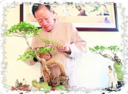 怎样给树桩盆景修枝3