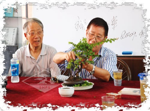 怎样给树桩盆景修枝2