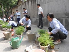 文竹的修剪整形方法