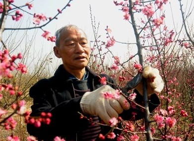 梅花盆栽修剪方法