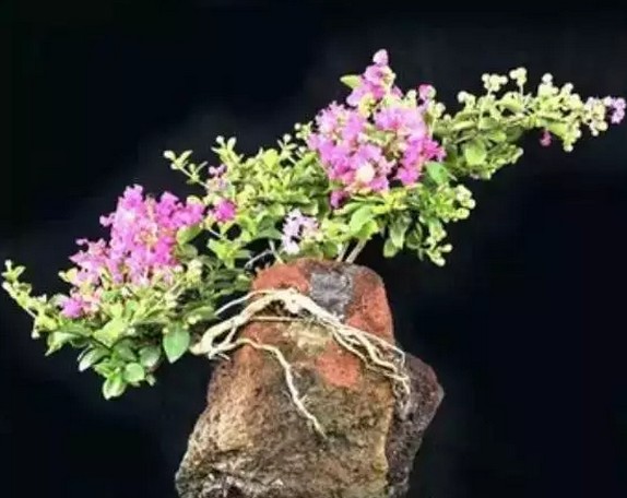 紫薇盆景修枝整形方法2