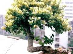 金银花盆景修剪技巧