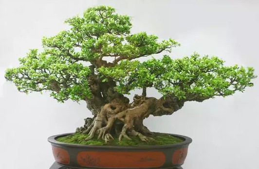 金银花盆景修剪技巧3