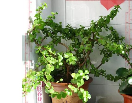 金枝玉叶盆景修剪方法2