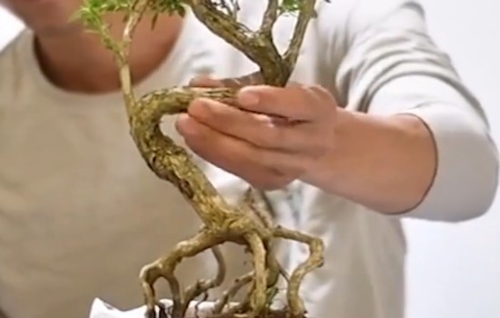 拿S弯的盆景还能改变吗1