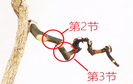 直杆型岭南盆景的第一出枝怎么培养