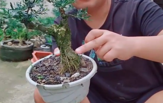 米叶黄杨这样1
