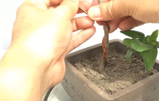 盆景小苗怎么蟠扎造型