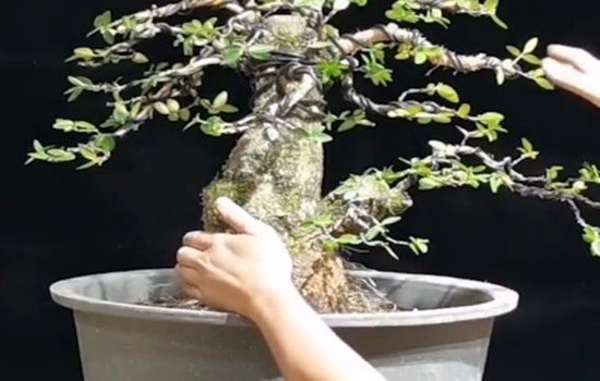 怎么制作矮霸大树型盆景造型