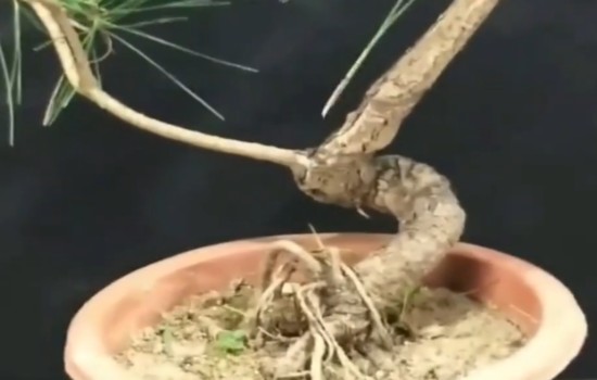 黑松盆景破杆拿弯方法1