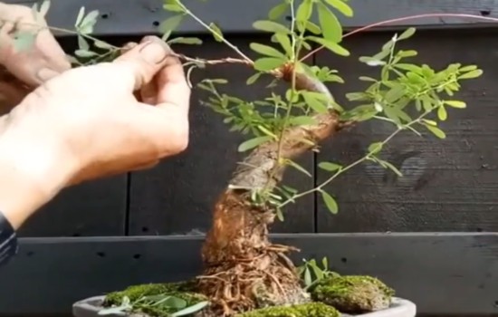 清香木盆景如何修剪蟠扎拿弯2
